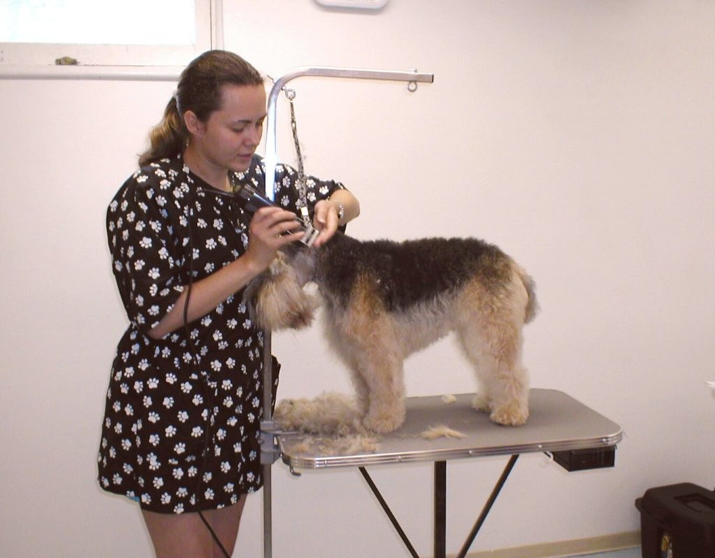 Dog Grooming School for Aspiring Pet Groomers Pet Grooming Studio